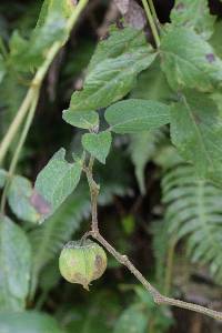 Physalis peruviana image