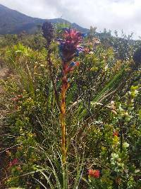 Puya eryngioides image