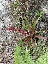 Tillandsia tovarensis image