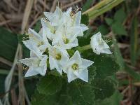 Cantua quercifolia image