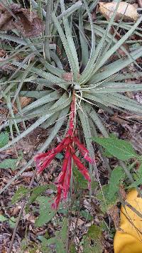 Image of Tillandsia kickiae