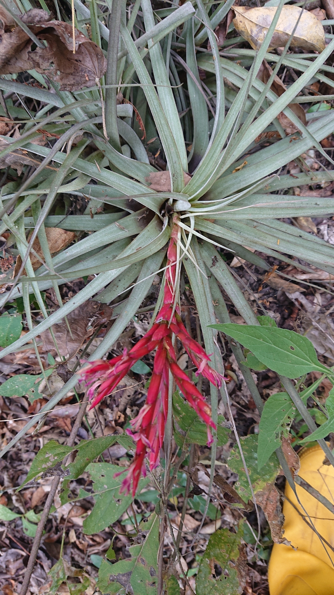 Tillandsia kickiae image