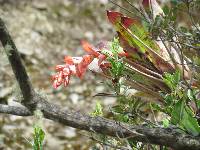 Tillandsia polyantha image