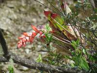 Tillandsia polyantha image