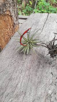 Tillandsia espinosae image