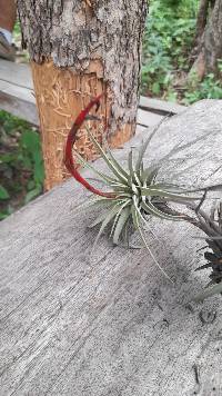 Image of Tillandsia espinosae