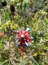 Puya eryngioides image