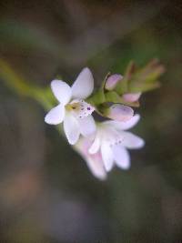 Epidendrum fimbriatum image