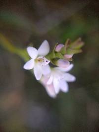 Epidendrum fimbriatum image