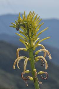 Pitcairnia trianae image