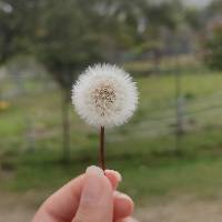 Taraxacum officinale image