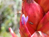 Tillandsia grovesiae image