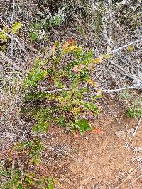 Vaccinium floribundum image