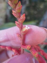 Racinaea multiflora image