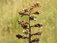 Puya roseana image