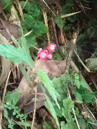 Begonia urticae image