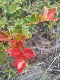 Vaccinium floribundum image