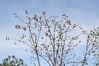 Cochlospermum vitifolium image