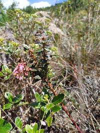 Vaccinium floribundum image