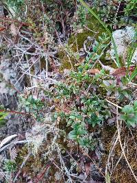 Vaccinium floribundum image