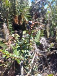 Vaccinium floribundum image