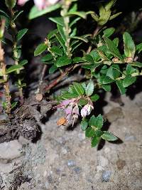 Vaccinium floribundum image