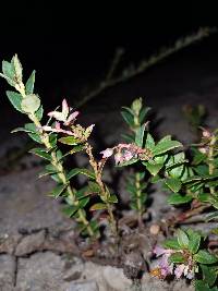 Vaccinium floribundum image