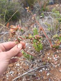 Vaccinium floribundum image