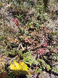 Vaccinium floribundum image