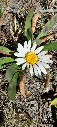 Image of Rockhausenia nubigena