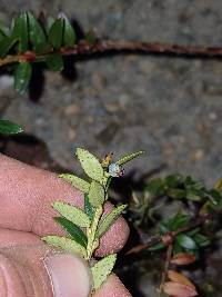 Vaccinium floribundum image