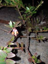 Vaccinium floribundum image