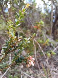 Vaccinium floribundum image