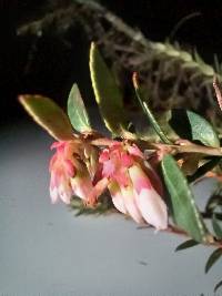 Vaccinium floribundum image