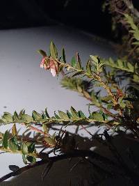 Vaccinium floribundum image