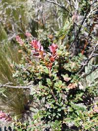 Vaccinium floribundum image