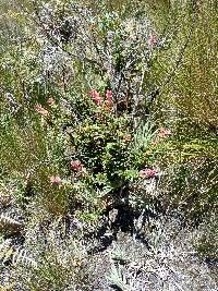 Vaccinium floribundum image