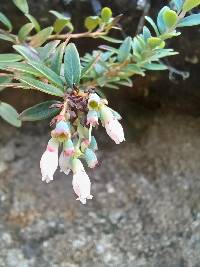 Vaccinium floribundum image