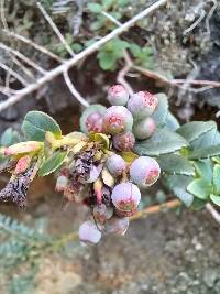 Vaccinium floribundum image