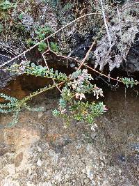 Vaccinium floribundum image