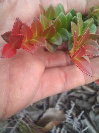 Vaccinium floribundum image