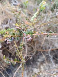 Vaccinium floribundum image