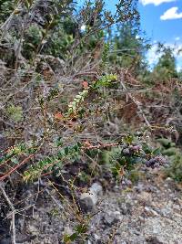 Vaccinium floribundum image