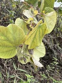 Passiflora dorisiae image