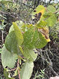 Passiflora dorisiae image