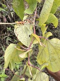 Passiflora dorisiae image