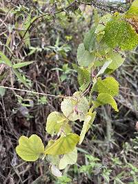 Passiflora dorisiae image