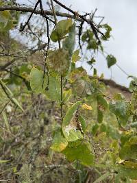 Passiflora dorisiae image