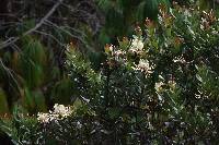 Oreocallis grandiflora image