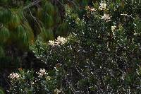 Oreocallis grandiflora image